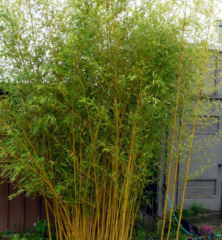 Bambus / Phyllostachys bissetii, 40-50 cm, Cont. 2 l