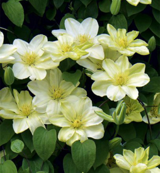 Clematis GUERSEY CREAM 40-50 cm, Cont. 2 l, Pflanze mit Rankhilfen