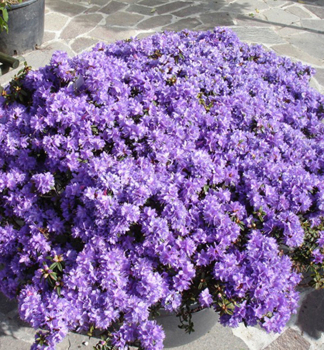 Rhododendron 'AZURIKA' 20-30 cm, Cont. 2,5 l