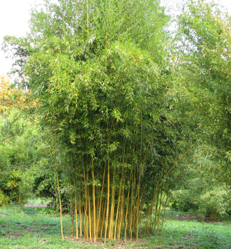 Bambus / Phyllostachys aureosulcata SPECTABILIS 50-60 cm, Cont. 2 l