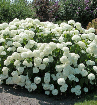 Ballhortensie 'ANNABELLE' 40-50 cm, Cont. 2,5 l