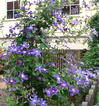 Clematis ARABELLA 40-50 cm, Cont. 1,6 l, Pflanze mit Rankhilfen