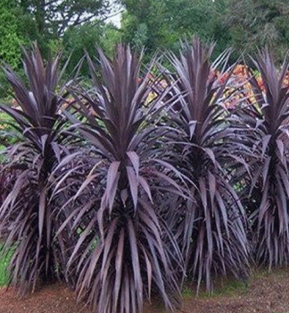 Keulenlilie RED STAR (Cordyline australis) 70-80 cm, Cont. 3 l