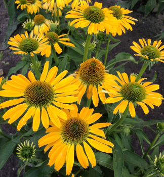 Sonnenhut (Echinacea) GOLDEN SKIPPER Cont. 0,5 l