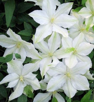 Clematis 'ROKO KOLLA' 40-50 cm, Cont. 2 l, Pflanze mit Rankhilfen, fterblhend