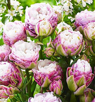 Tulpe PEGGY WONDER Packungsinhalt 5 St.