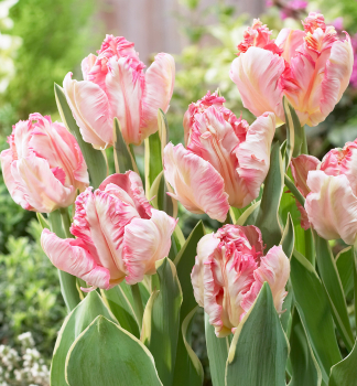 Tulpe SILVER PARROT Packungsinhalt 5 St.