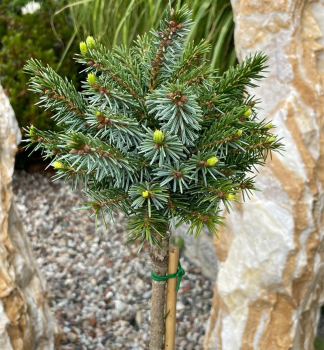 Serbische Fichte NANA auf Stamm 30 cm, Cont. 5 l