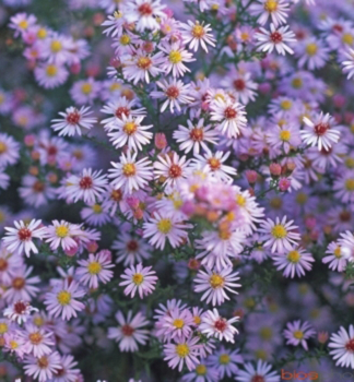 Pringleis-Aster PINK CLOUD Cont. 0,5 l