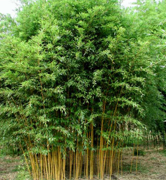 Bambus / Phyllostachys aureosulcata AUREOCAULIS 40-50 cm, Cont. 2,5 l